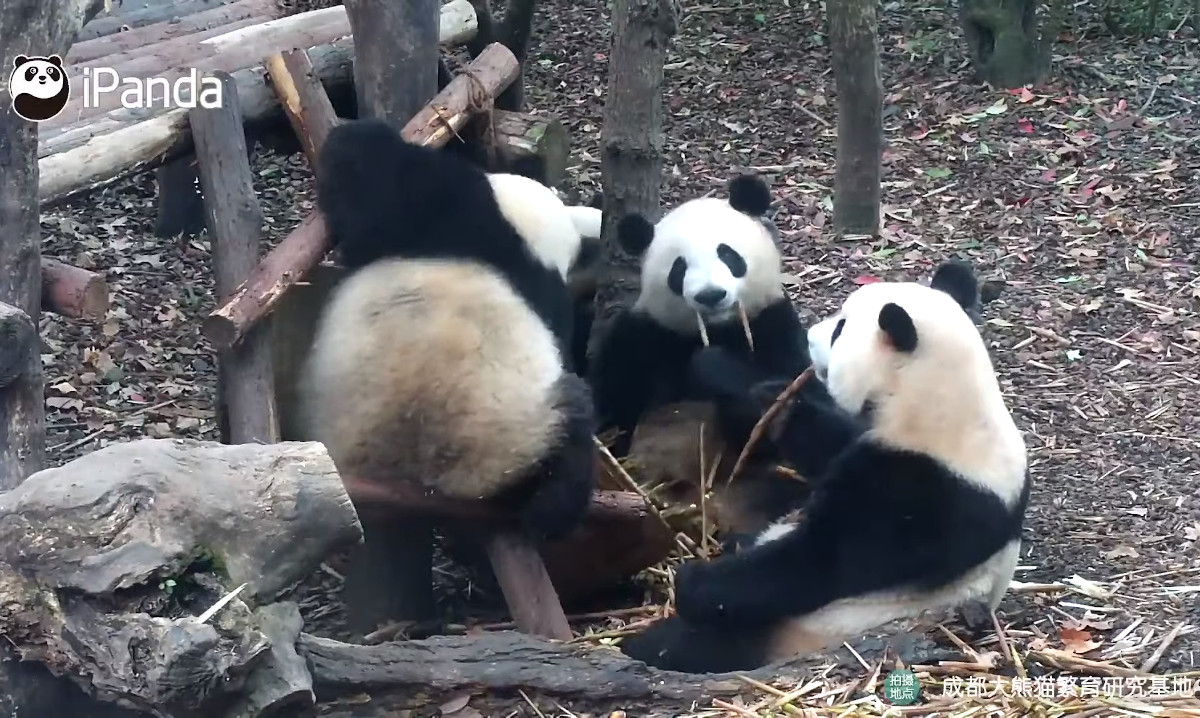 Pandas, Chengdu Research Base of Giant Panda Breeding