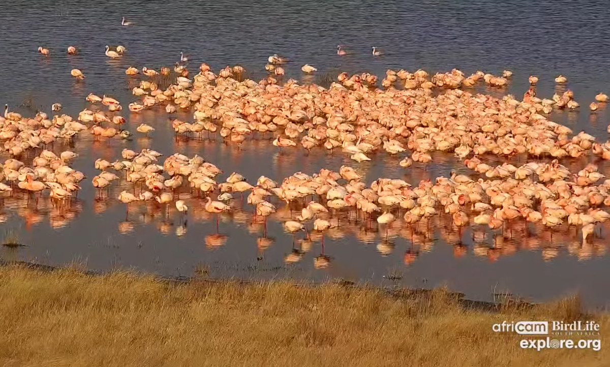 Flamingo, Kimberley