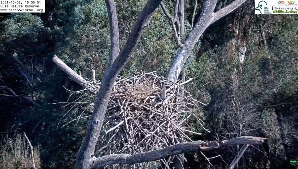 White-tailed eagle nest, Israel