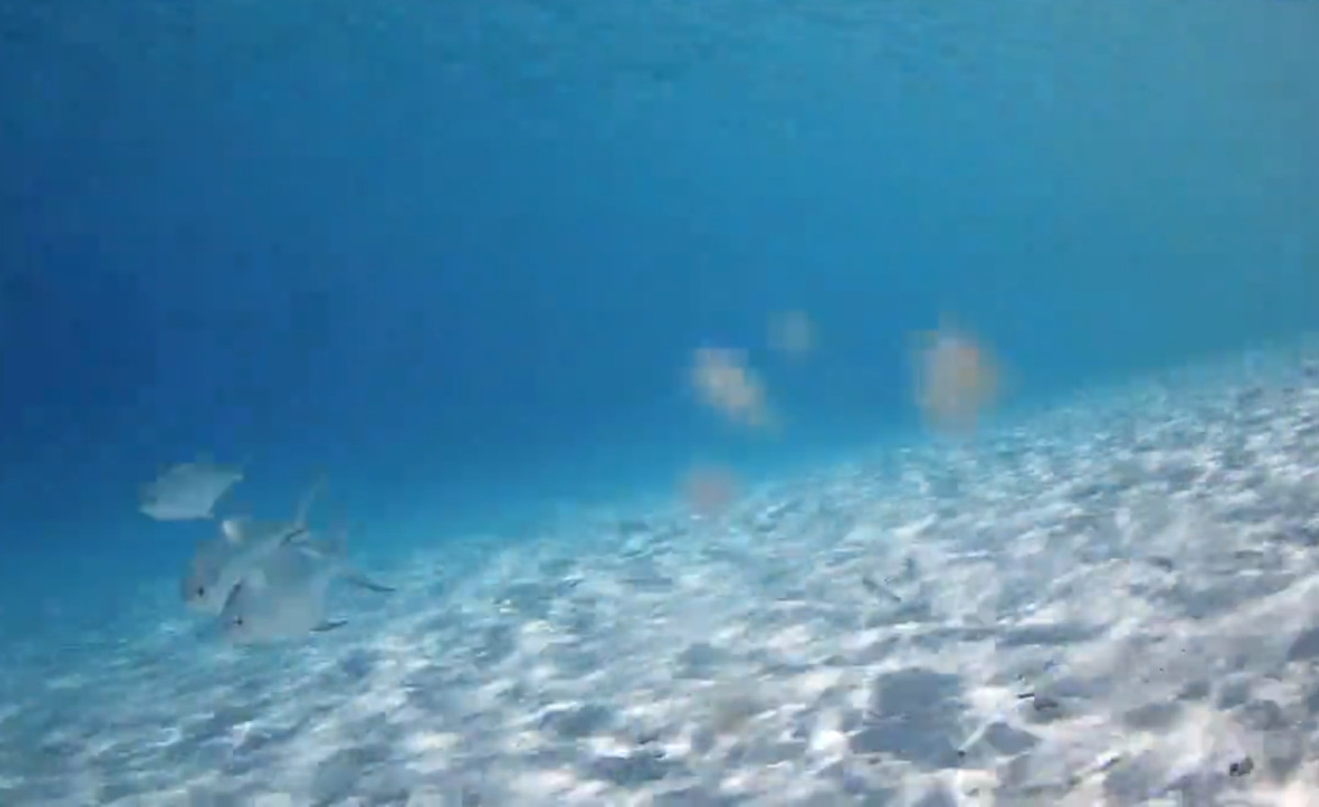 Picture from underwater webcam online camera in ,