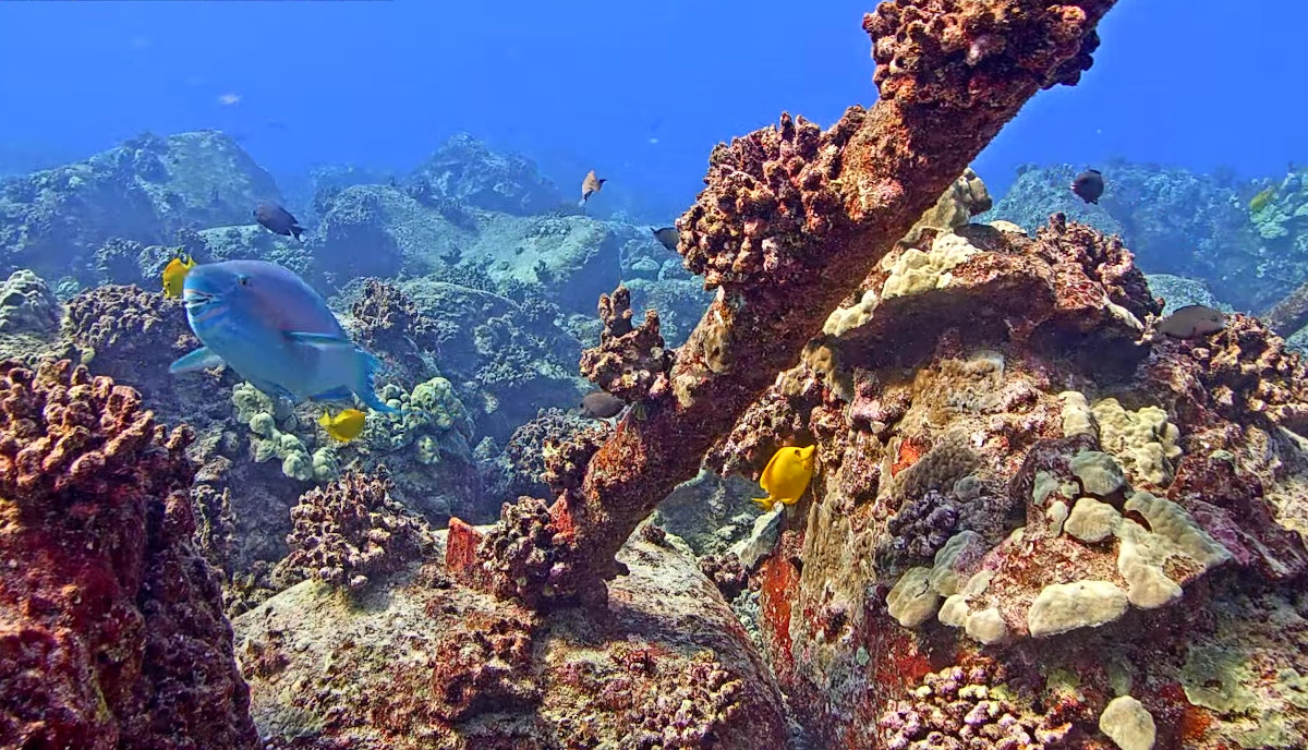 Coral Reef Kailua-Kona