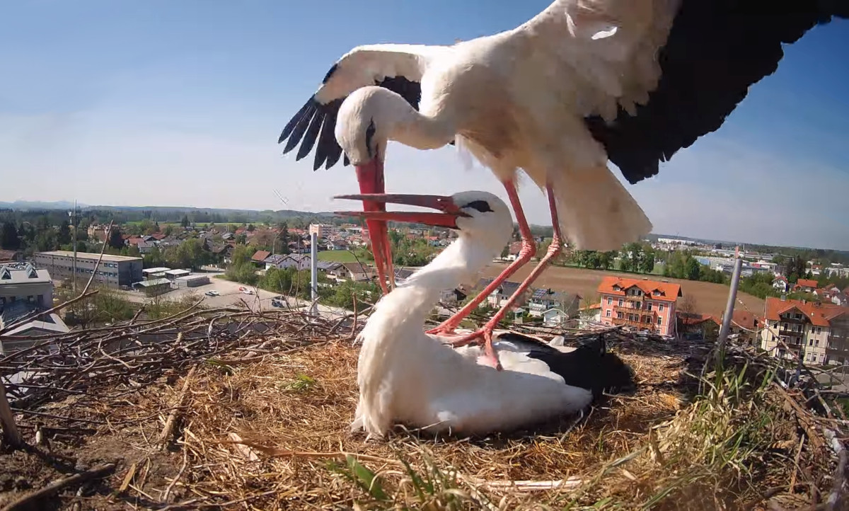 Stork’s Nest, Freilassing