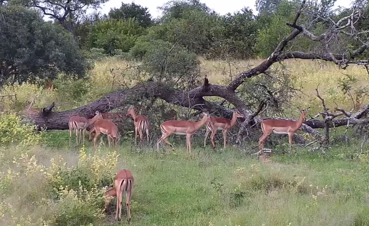 Djuma Private Game Reserve, South Africa
