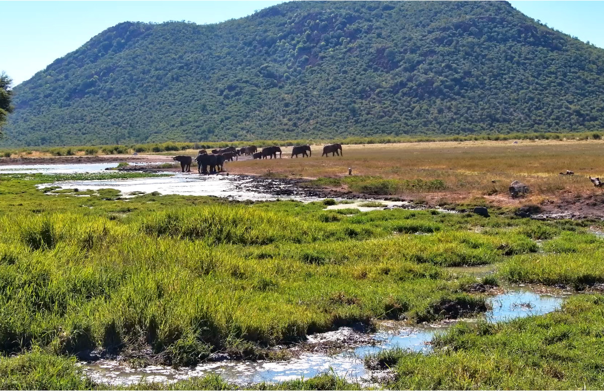 Madikwe Game Reserve, South Africa