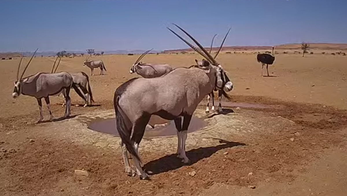 Namib Desert, Namibia