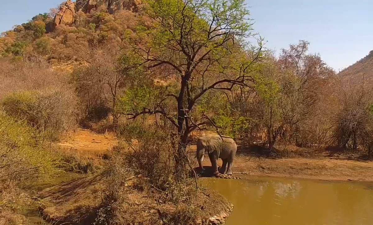 Pilanesberg National Park, South Africa